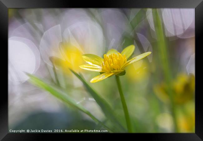 Buttercup Framed Print by Jackie Davies
