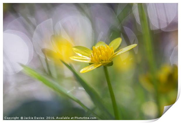 Buttercup Print by Jackie Davies