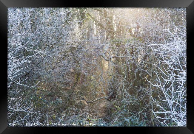Frosty Winter Forest Framed Print by Jackie Davies