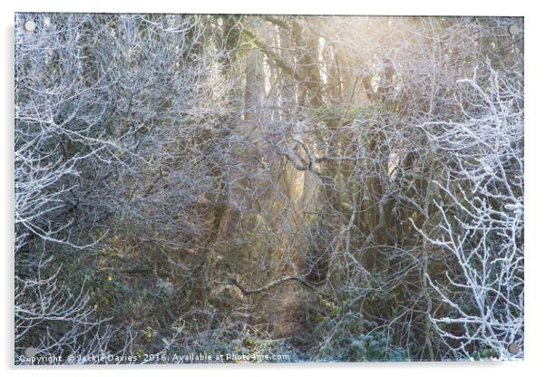 Frosty Winter Forest Acrylic by Jackie Davies