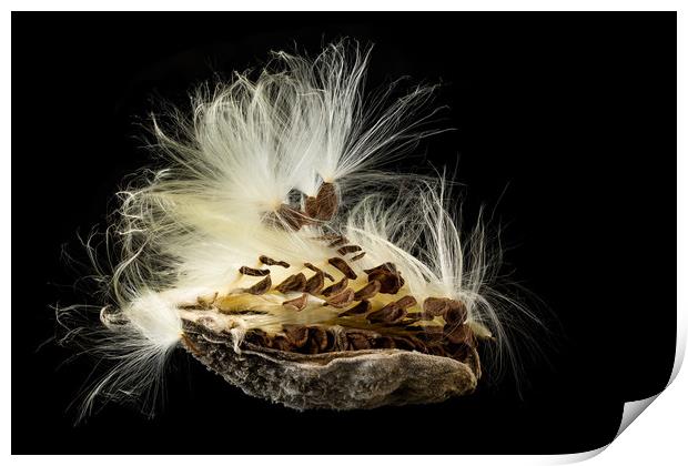 Macro photo of swamp milkweed seed pod Print by Steve Heap