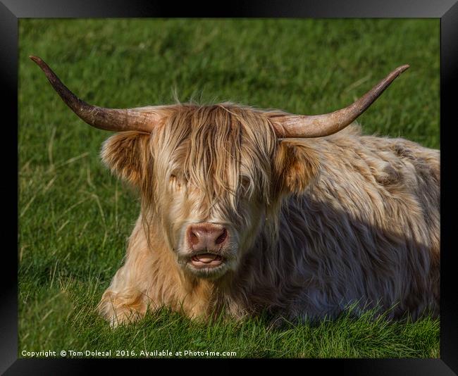 Highland Cow portrait Framed Print by Tom Dolezal