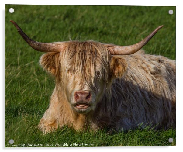 Highland Cow portrait Acrylic by Tom Dolezal