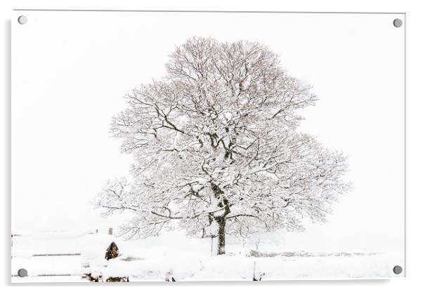 Winter Tree  Acrylic by chris smith