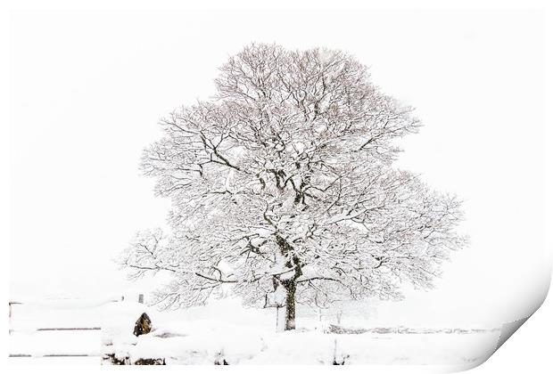 Winter Tree  Print by chris smith