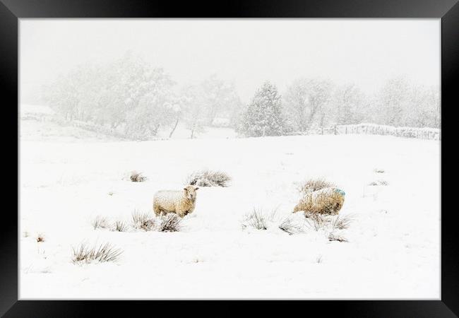 Sheep in the Snow  Framed Print by chris smith