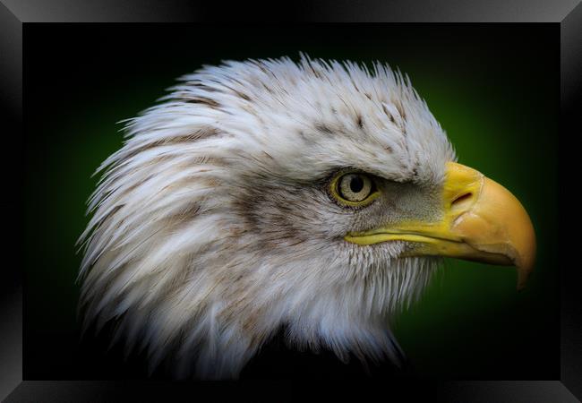 Bald eagle  Framed Print by chris smith