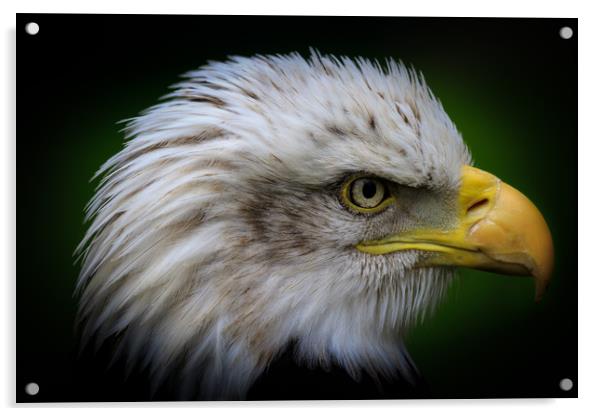 Bald eagle  Acrylic by chris smith