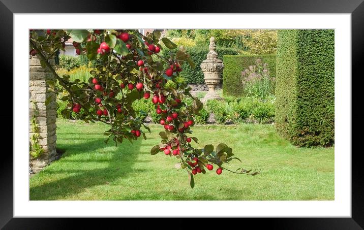Apple Tree Framed Mounted Print by Victor Burnside