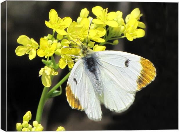 Orange Tip Butterfly Canvas Print by Jacqi Elmslie