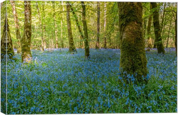 Bluebell Wood Canvas Print by Pauline Tims