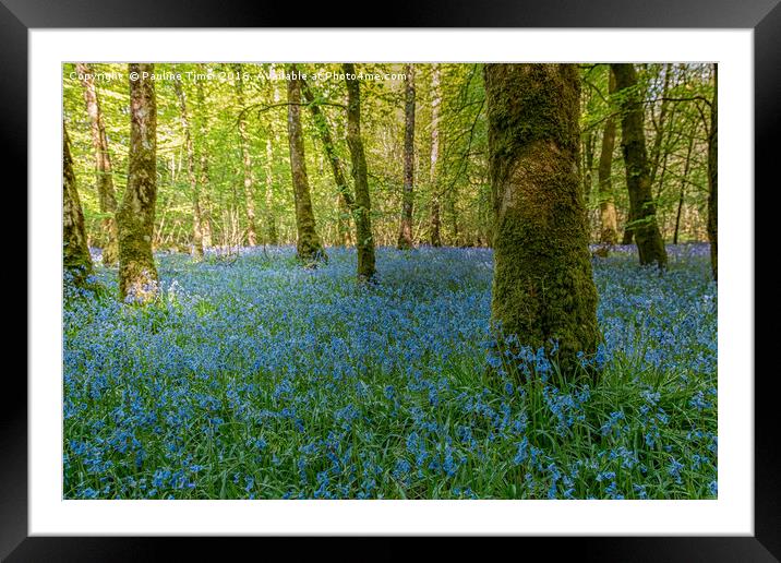 Bluebell Wood Framed Mounted Print by Pauline Tims