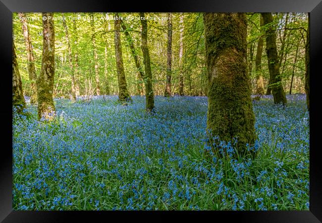 Bluebell Wood Framed Print by Pauline Tims