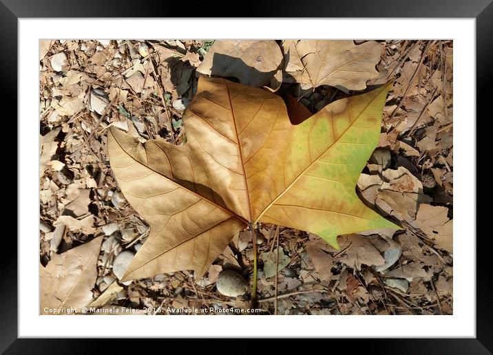 pebbles and leaves Framed Mounted Print by Marinela Feier