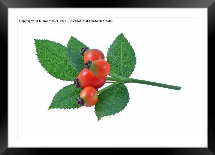Rose Hips  Framed Mounted Print by Diana Mower
