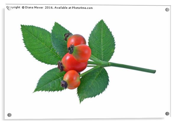 Rose Hips  Acrylic by Diana Mower