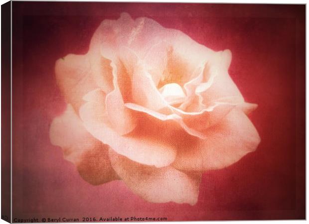 Peach Rose Blossom Canvas Print by Beryl Curran