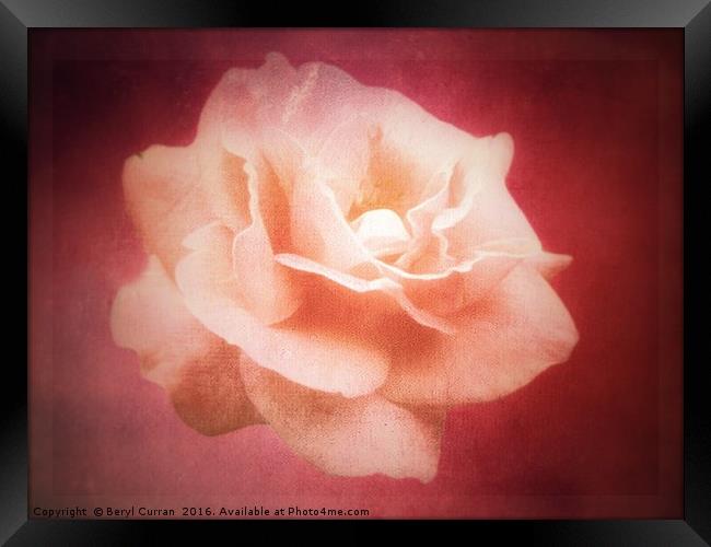 Peach Rose Blossom Framed Print by Beryl Curran