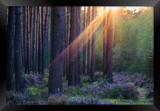 Pine forest at sunset Framed Print by Magdalena Bujak
