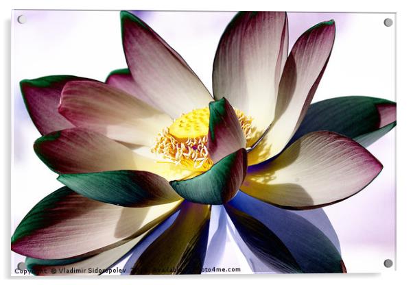 Lotus Acrylic by Vladimir Sidoropolev