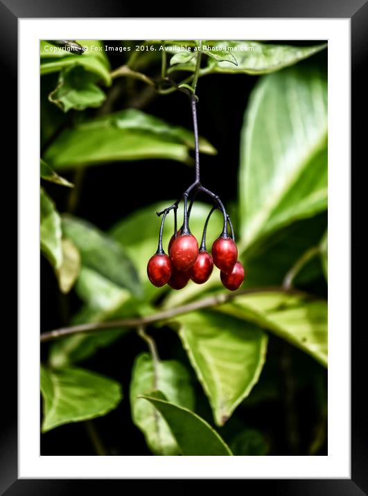 Wild berries Framed Mounted Print by Derrick Fox Lomax