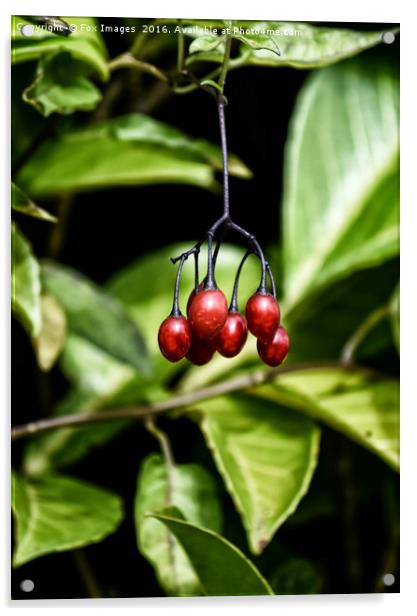 Wild berries Acrylic by Derrick Fox Lomax