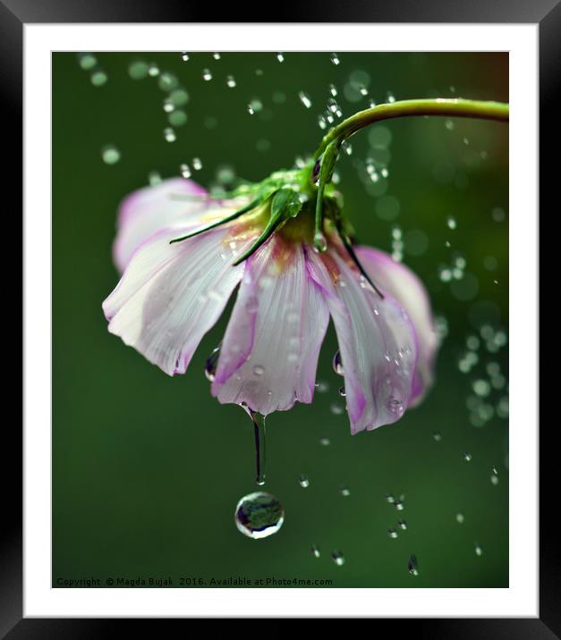 Cosmos flower with water droplets Framed Mounted Print by Magdalena Bujak