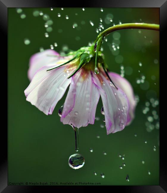 Cosmos flower with water droplets Framed Print by Magdalena Bujak