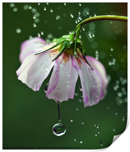 Cosmos flower with water droplets Print by Magdalena Bujak