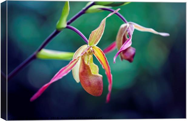 Orchid Canvas Print by Magdalena Bujak