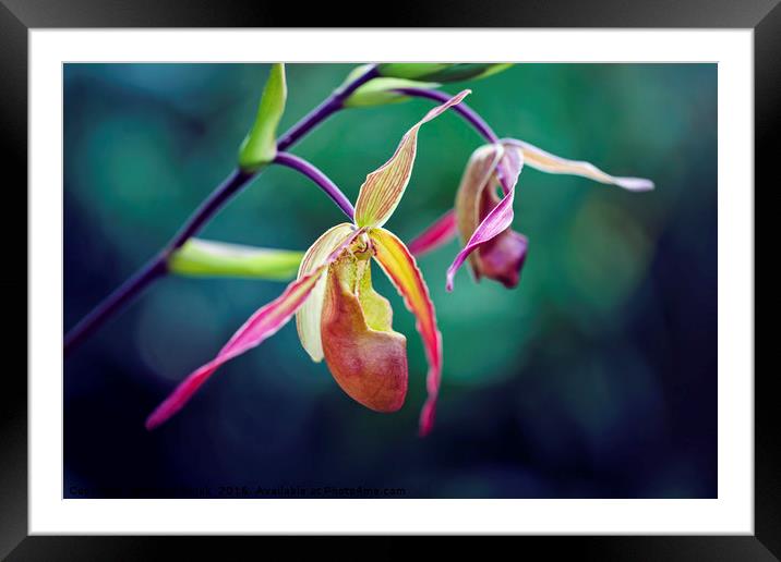 Orchid Framed Mounted Print by Magdalena Bujak