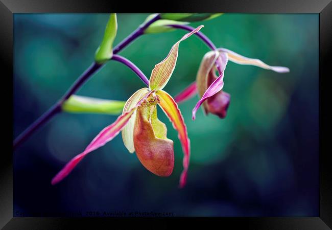 Orchid Framed Print by Magdalena Bujak