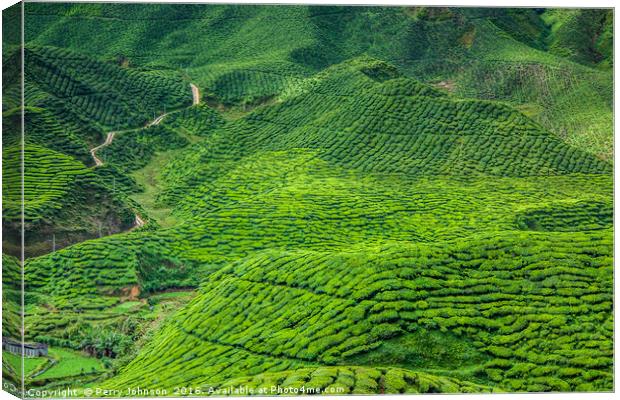 Cameron Highlands Canvas Print by Perry Johnson