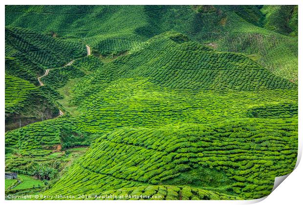 Cameron Highlands Print by Perry Johnson