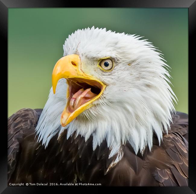 Bald Eagle portrait Framed Print by Tom Dolezal