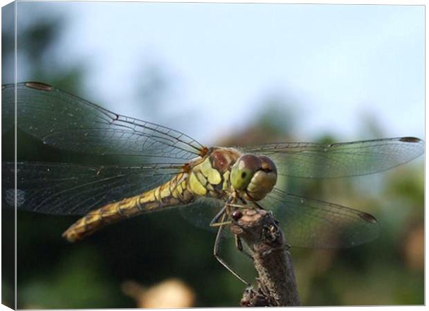 Dragonfly Canvas Print by carin severn