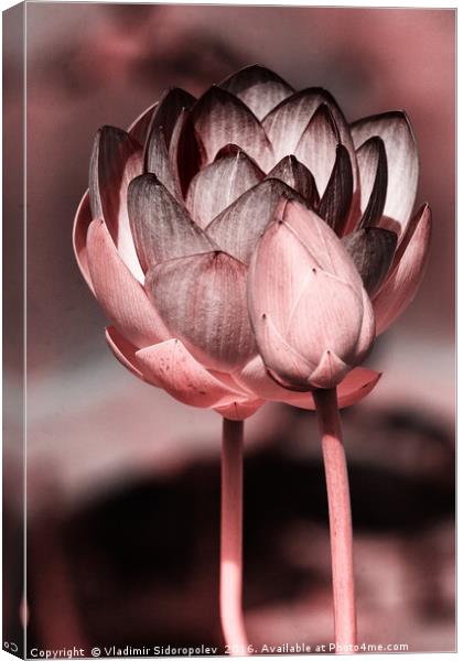 Lotus Canvas Print by Vladimir Sidoropolev
