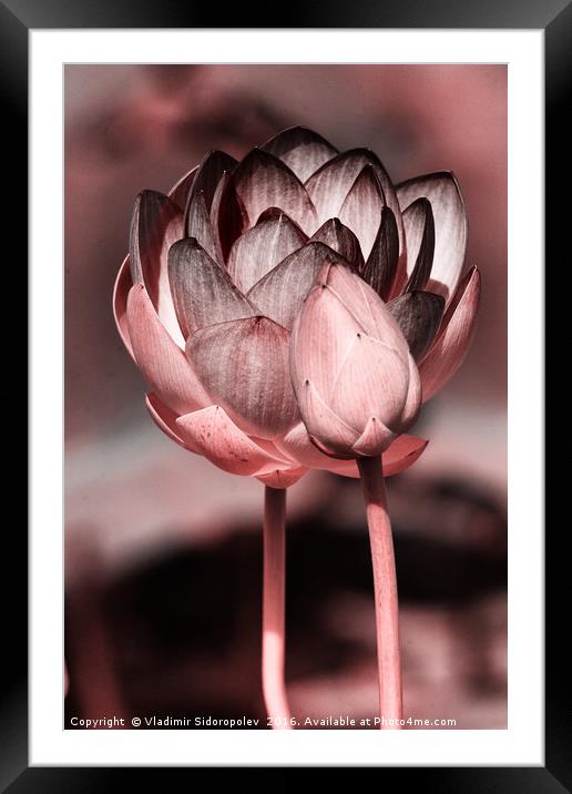 Lotus Framed Mounted Print by Vladimir Sidoropolev