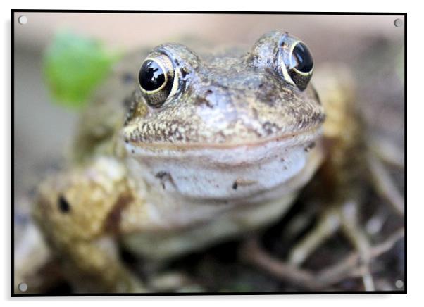 happy frog  Acrylic by carin severn