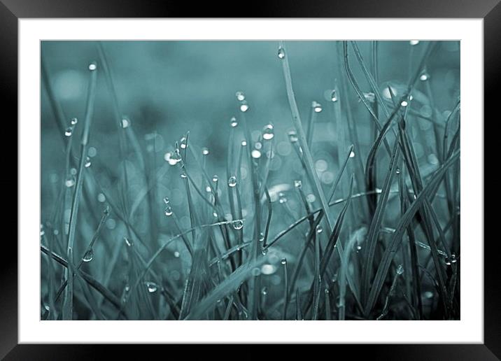morning dew  Framed Mounted Print by carin severn