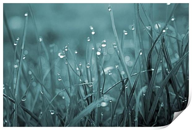 morning dew  Print by carin severn