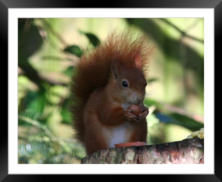 red squirrel  Framed Mounted Print by carin severn