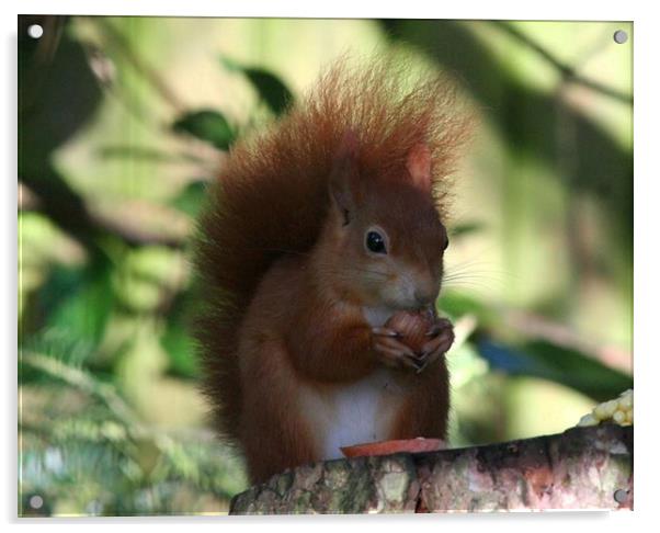 red squirrel  Acrylic by carin severn