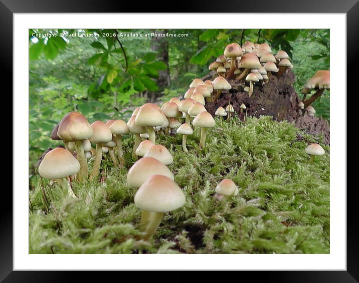 Fairy Wood  Framed Mounted Print by Paul Leviston