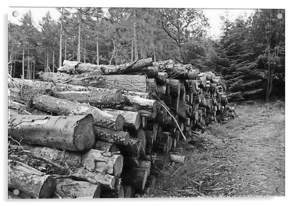 Log Pile Acrylic by Steve Ward