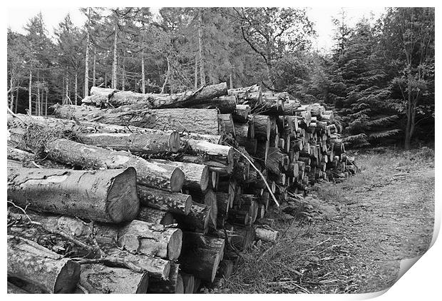 Log Pile Print by Steve Ward