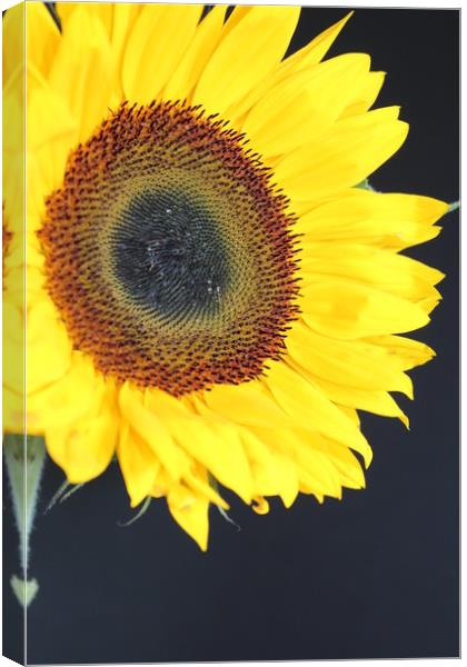 yellow burst Canvas Print by Clare Willis