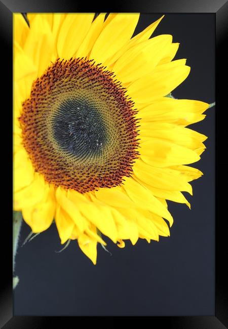 yellow burst Framed Print by Clare Willis