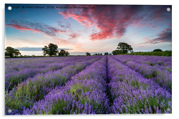 Lavender Fields Acrylic by Helen Hotson