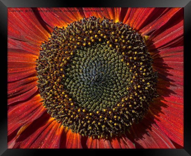 Single Sun flower Framed Print by Pete Hemington